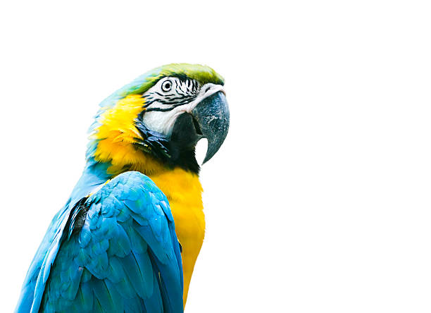 istock Blue and Yellow Macaw isolated on white background 517676151