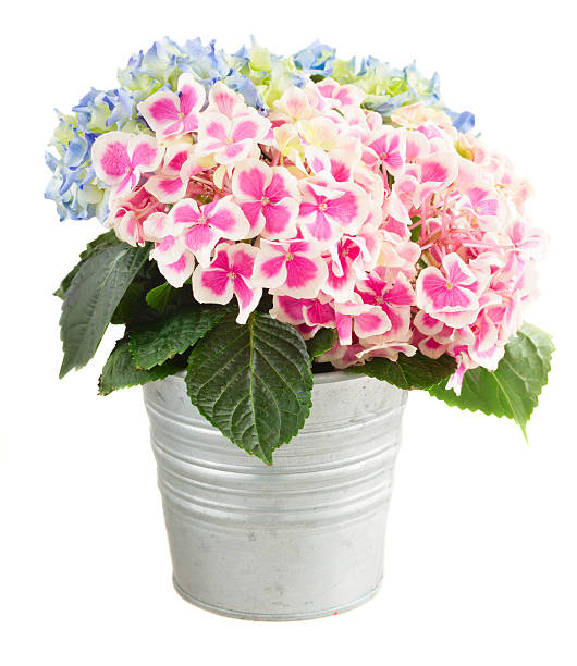istock pink  hortensia flowers 517676530