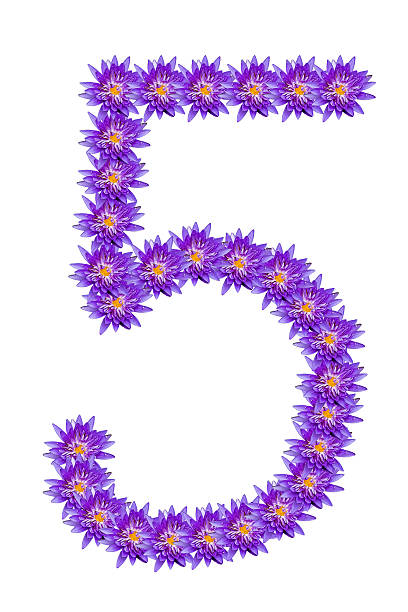 istock Number from lotus Number.5 517676611