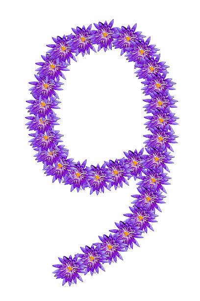 istock Number from lotus Number.9 517676735