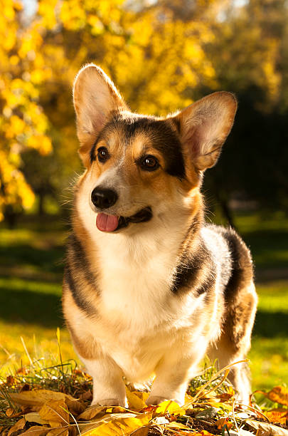 istock Welsh Corgi Pembroke dog 517676871