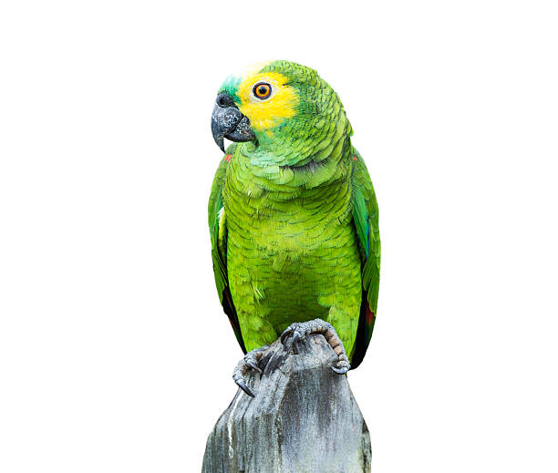 istock Green Parrot isolated on white background 517676969