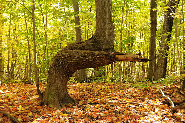 strange arbre - beech tree wilderness area forest log photos et images de collection