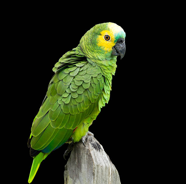 istock Green Parrot isolated on black background 517677865