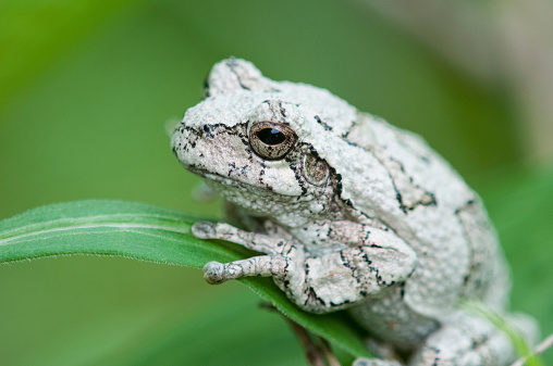 Gray Tree Frog on a plant.