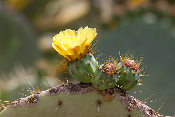 Flowers and fruits of prickly pear cactus (Opuncia vulgaris Flowers of prickly pear cactus (Opuncia vulgaris) opuntia vulgaris stock pictures, royalty-free photos & images