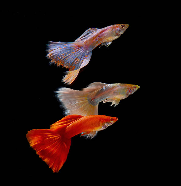 istock guppy fish isolated on black background 517678383
