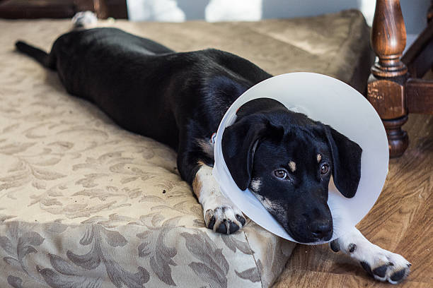 infeliz cachorrinho - coleira protetora imagens e fotografias de stock