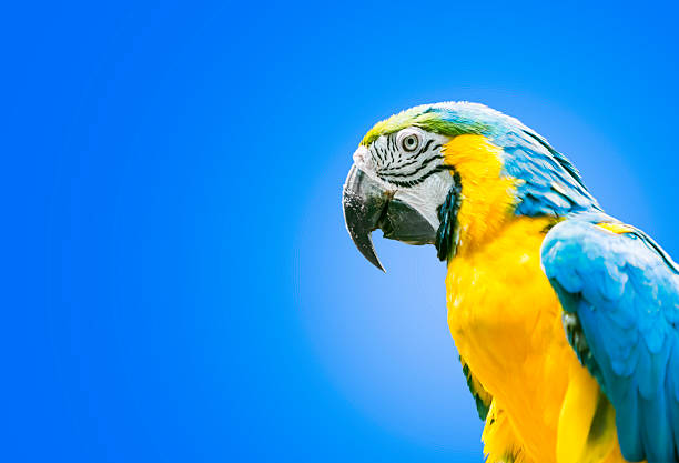 istock Blue and Yellow Macaw on blue background 517678541