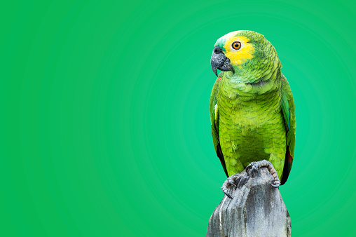 Green Parrot on green background