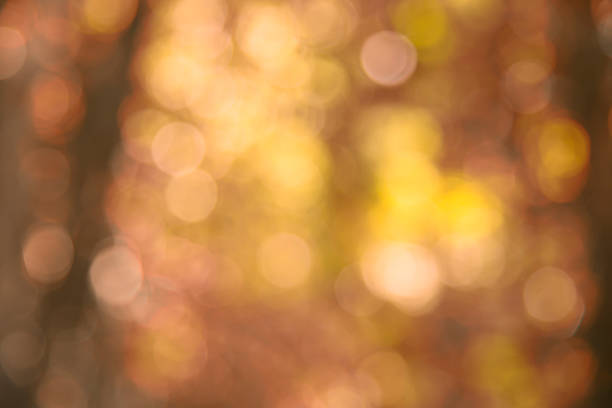 istock Bokeh light natural beauty of trees 517679036
