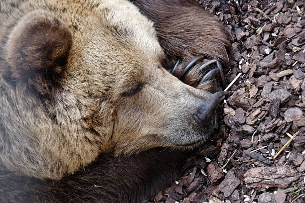 bear Bear sleeping on its paw hibernation stock pictures, royalty-free photos & images