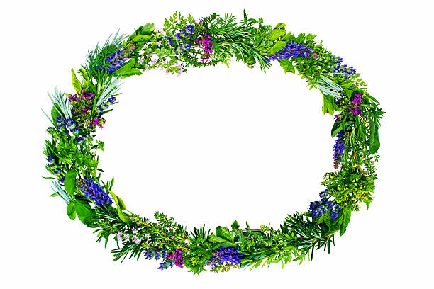 istock frame made of fresh herbs 517679396