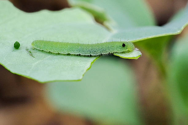 istock Tiny green worm garden pest eating green vegetable in farm 517681534