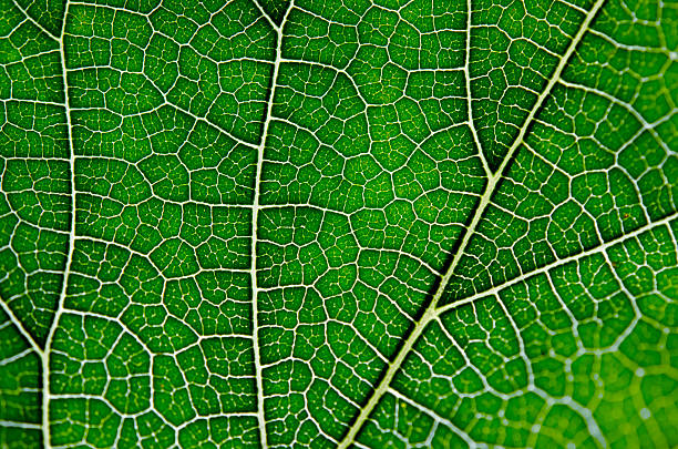istock Texture of green leaf and veins 517683130