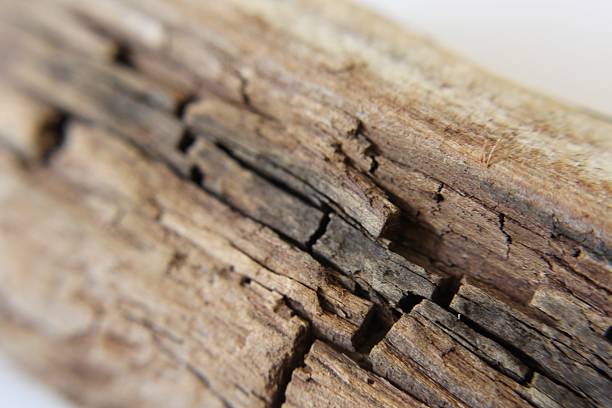istock Wood close-up photograph 517683328