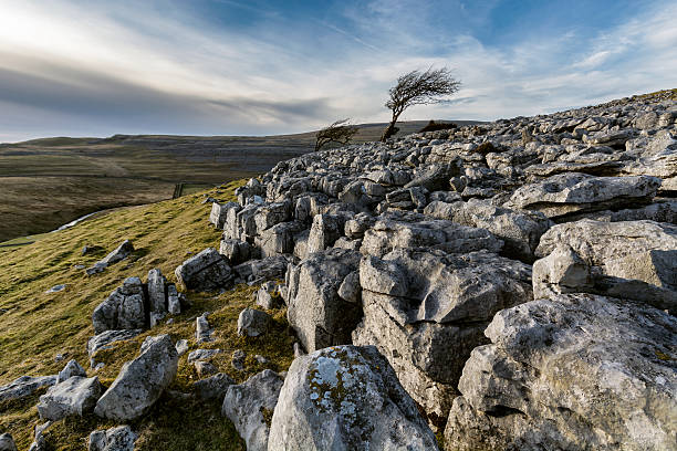 rocas de piedra caliza en la colina con azotada por el viento árbol y cielo dramático. - twistleton scar fotografías e imágenes de stock