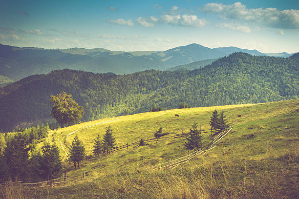 istock View of the  mountains meadow  and cows grazing on it. 517683904