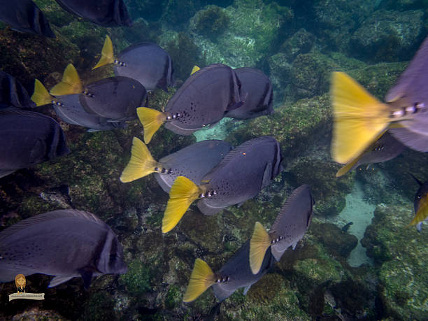 istock Fish of Galapagos 517684640