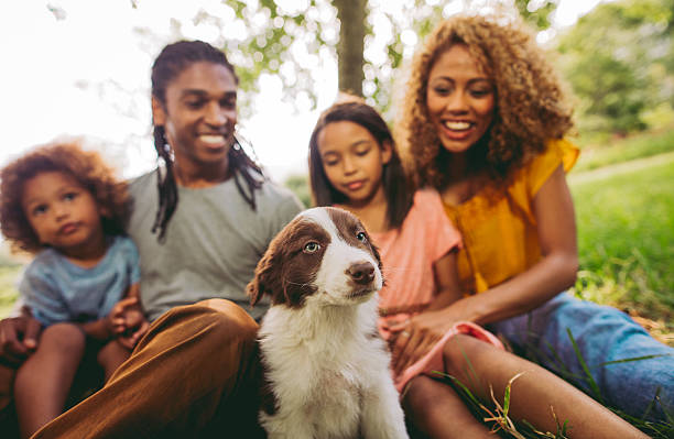 primo piano di una famiglia godendo nuove adorabili morbido confine collie - field dog pets green foto e immagini stock