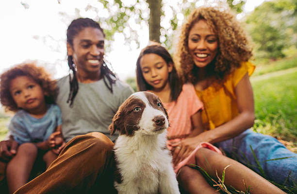 Close up of family enjoying new adorable fluffy border collie Multi-ethnic family laughs while they play with their new adorably fluffy and cute border collie puppy at local park. black men with blonde hair stock pictures, royalty-free photos & images