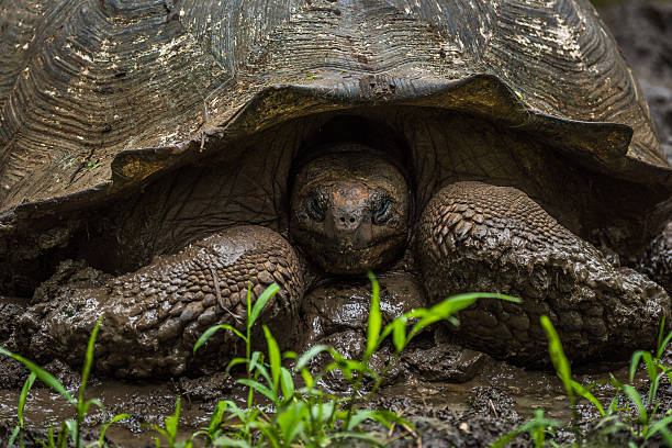 istock Galapagos giant tortoise with head in shell 517685446