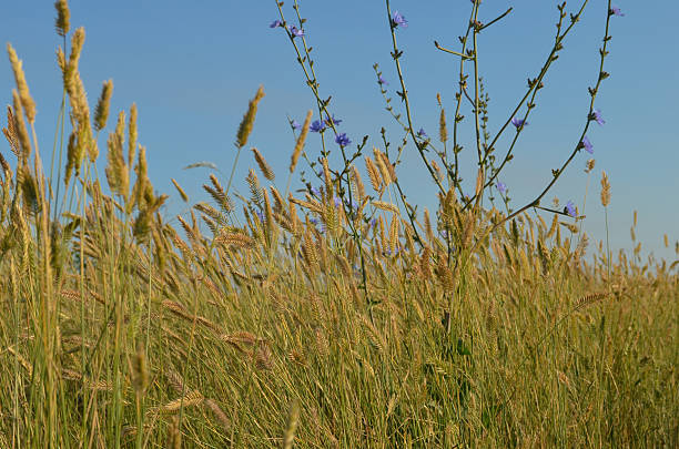 istock Cichorium intybus and steppe grasses 517685758