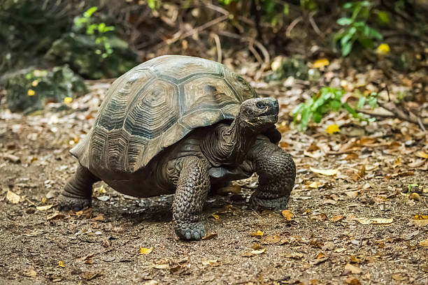 istock Galapagos giant tortoise walking along gravel path 517685814