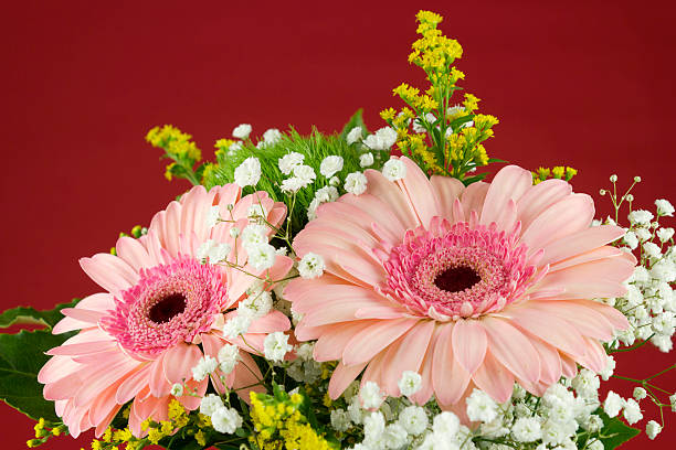 istock Composition of pink Gerbera flowers on red background 517685870