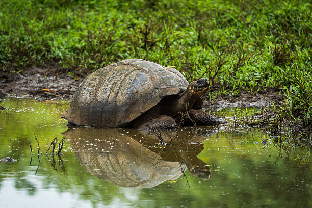 istock Galapagos giant tortoise reflected in shallow pond 517685950