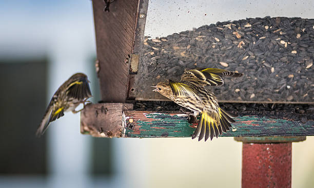 istock Pine Siskin finches (Carduelis pinus) Angry bird. 517686216