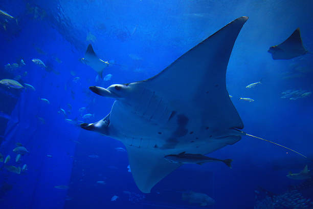 istock giant oceanic manta ray in the tank 517686366