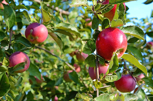 istock Fresh ripe apples on apple tree branch in the garden 517687026