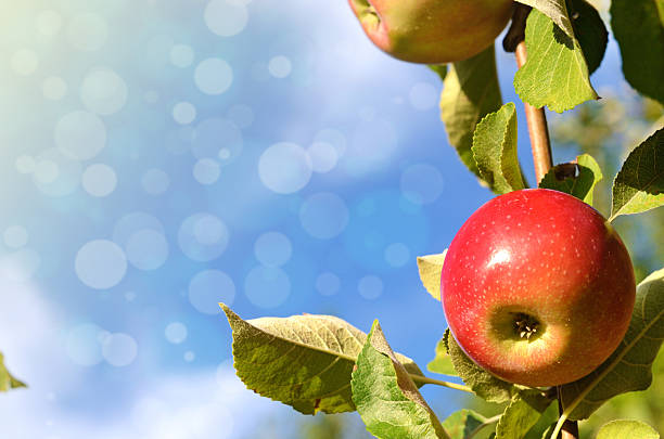 Beautiful color fresh apples standing on a branch of the tree in the orchard against the sky close-up (greetings postcard - concept)