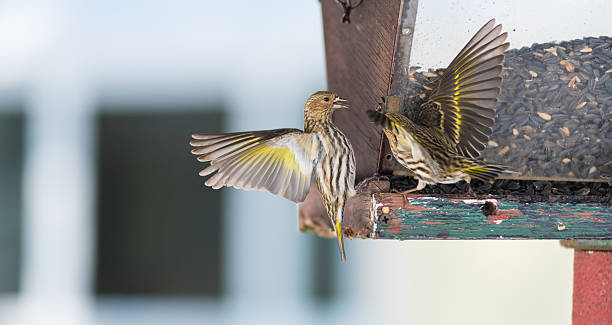 istock Angry birds.  Pine Siskin finches (Carduelis pinus) at a feeder. 517687156
