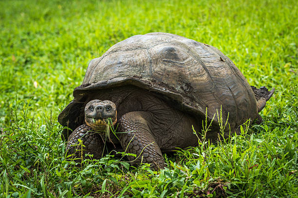 istock Galapagos giant tortoise eating grass in field 517687226