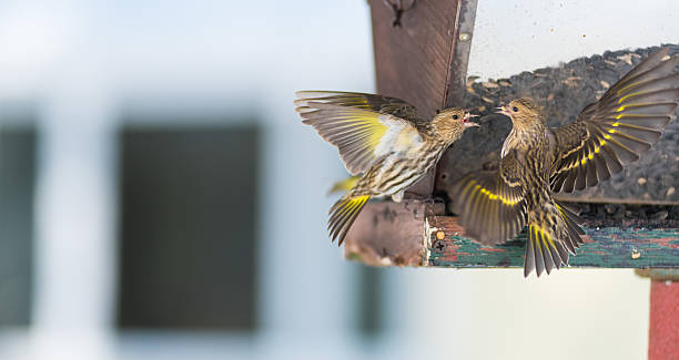 wütenden vögel. kiefer fichtenzeisig finken (carduelis pinus) zu sein. - fichtenzeisig stock-fotos und bilder