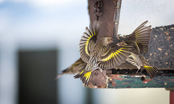 istock Angry birds.  Pine Siskin finches (Carduelis pinus) at a feeder. 517687300