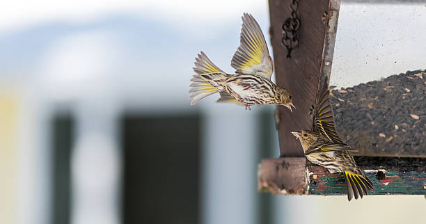 istock Angry birds.  Pine Siskin finches (Carduelis pinus) at a feeder. 517687404