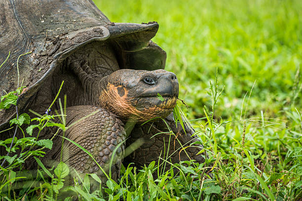 istock Close-up of Galapagos giant tortoise chewing grass 517687888