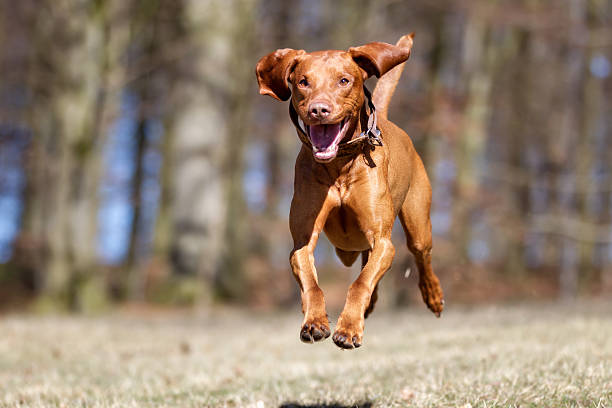 istock Kooikerhondje dog outdoors in nature 517690618