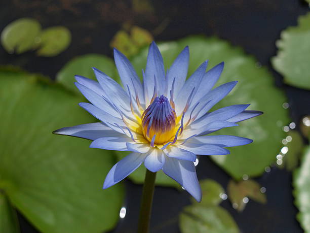 아름다운 바하이 있는 연못 - lotus lotus root purple single flower 뉴스 사진 이미지