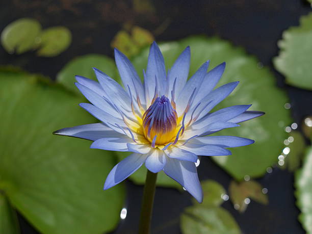 istock beautiful lotus in the pond 517694127