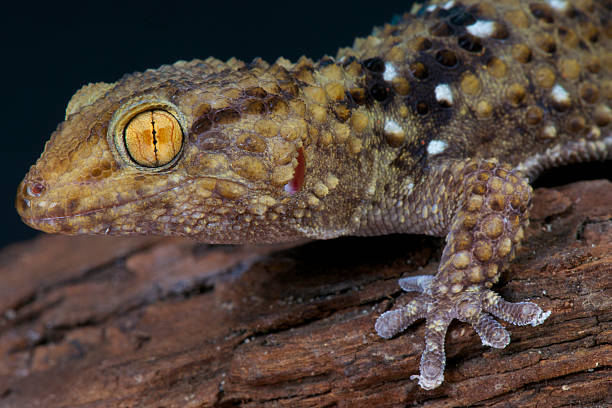 istock Turner's gecko / Chrondrodactylus turneri 517694177