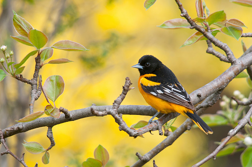 Baltimore Oriole during migration.