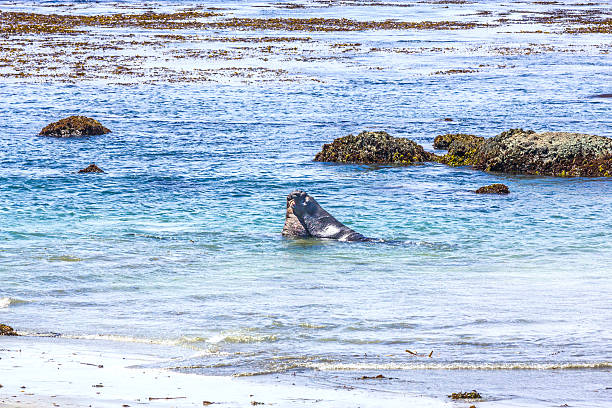 istock Sealions fighting in the ocean 517694905