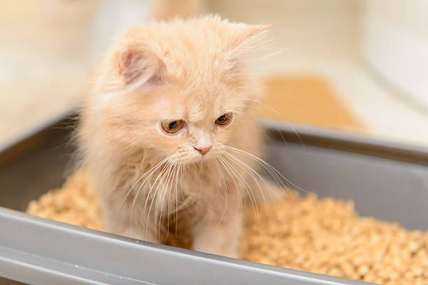 fluffy Persian kitten stock photo
