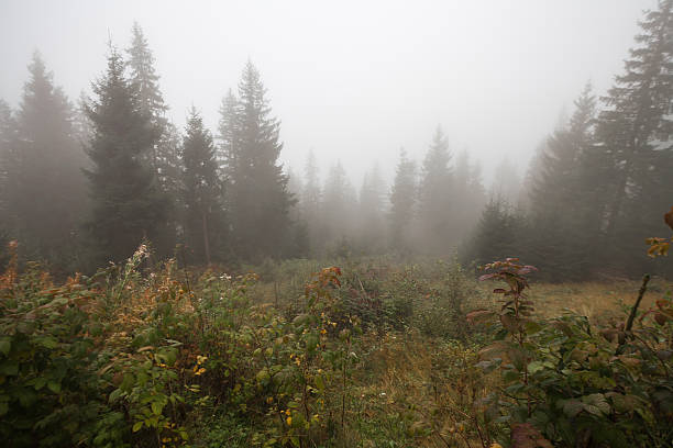 istock Mystical deep fog in a forest 517695503