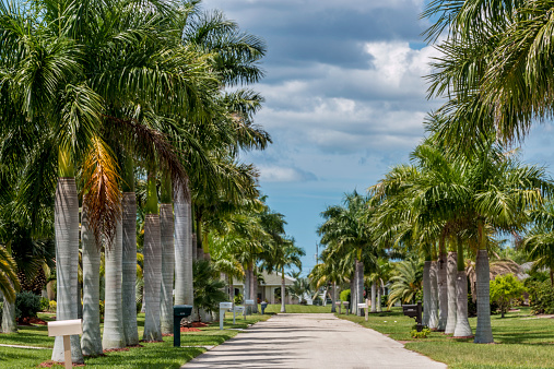 Beautiful palm trees on the sides of a narrow street in Cape Coral, Florida