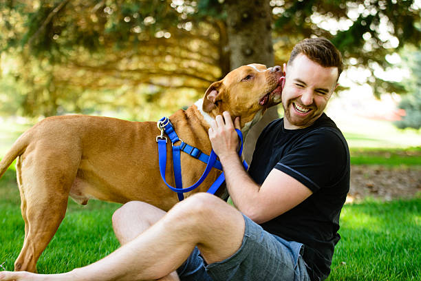 pitbull beijo - adult affectionate love animal imagens e fotografias de stock